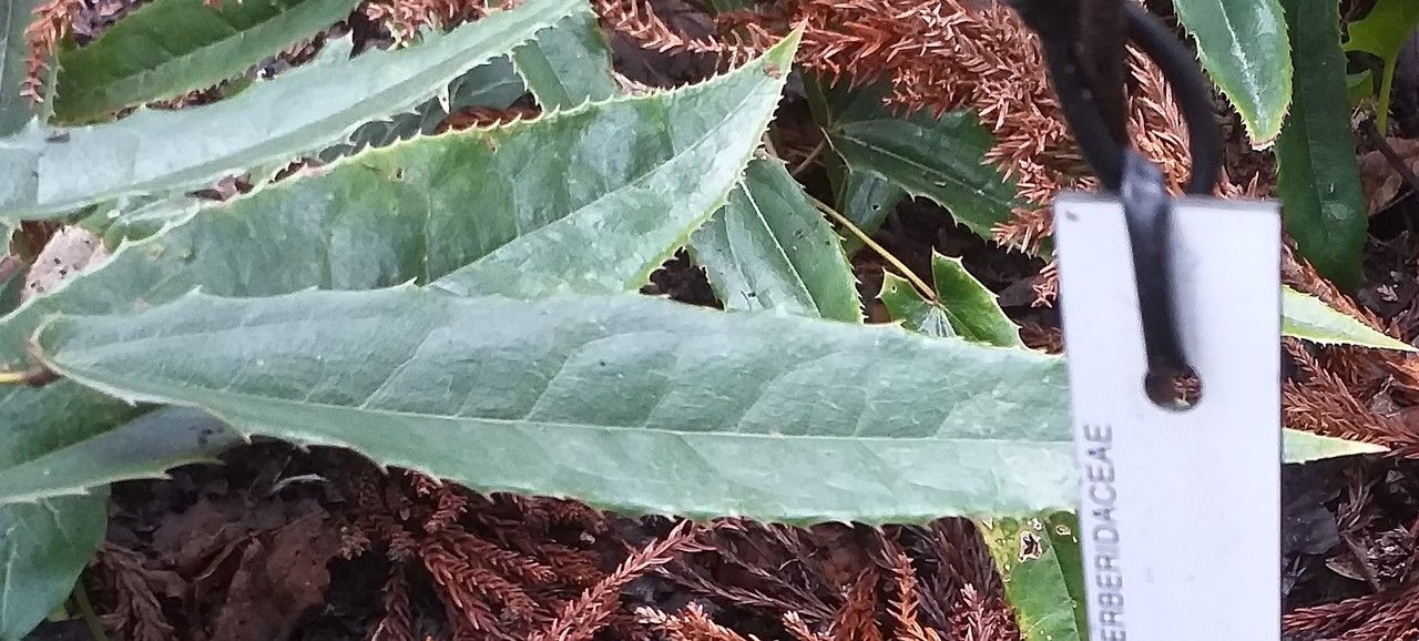 Epimedium wushanense — houseplant care guide