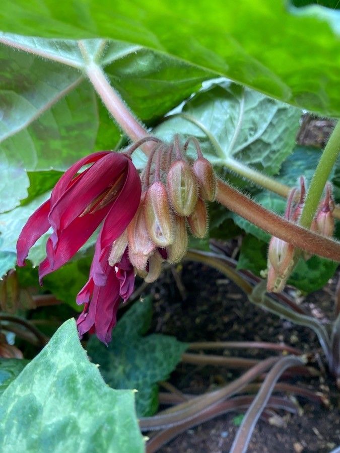 Podophyllum cv. 'Kaleidoscope' flower