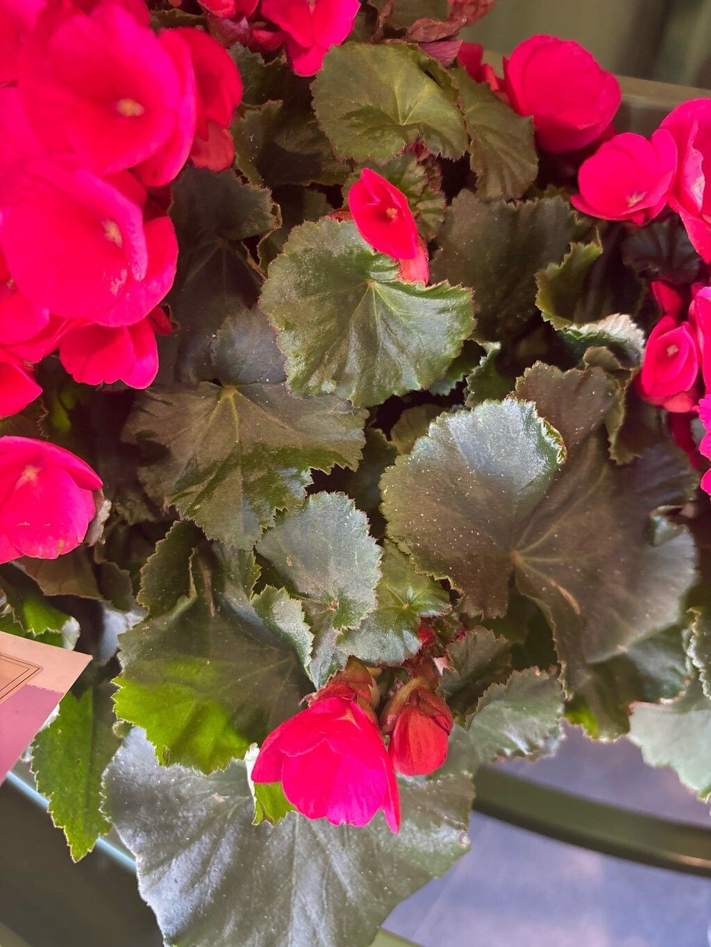 Begonia × hiemalis — search result for 'Begonia'