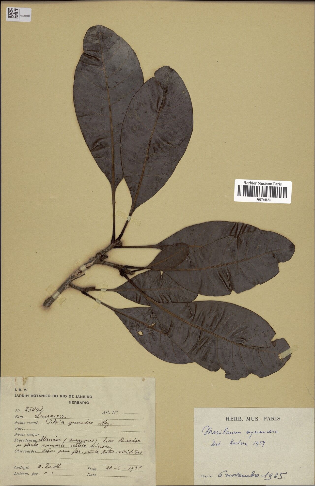 Mezilaurus synandra — houseplant care guide