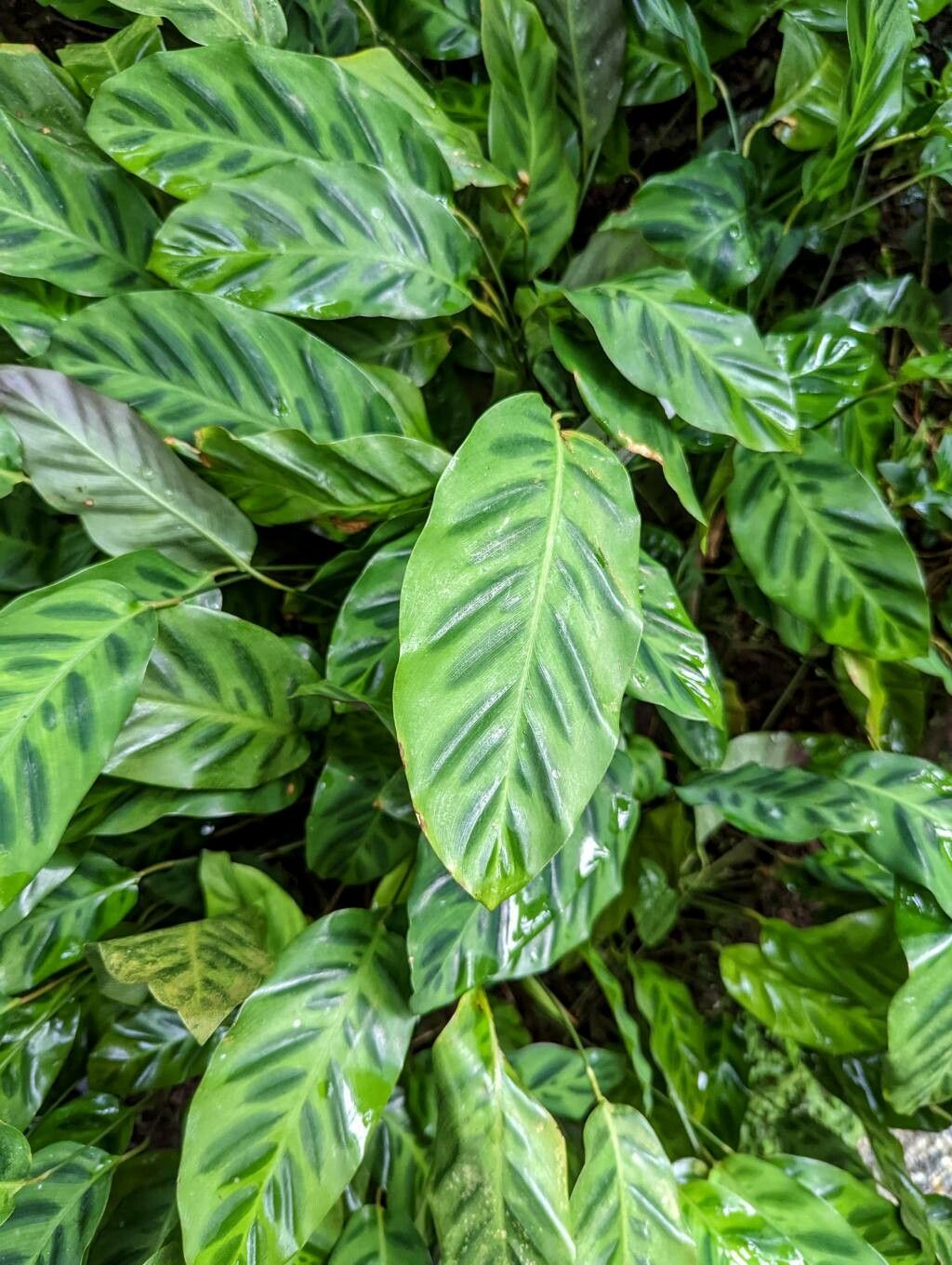 Goeppertia concinna leaf