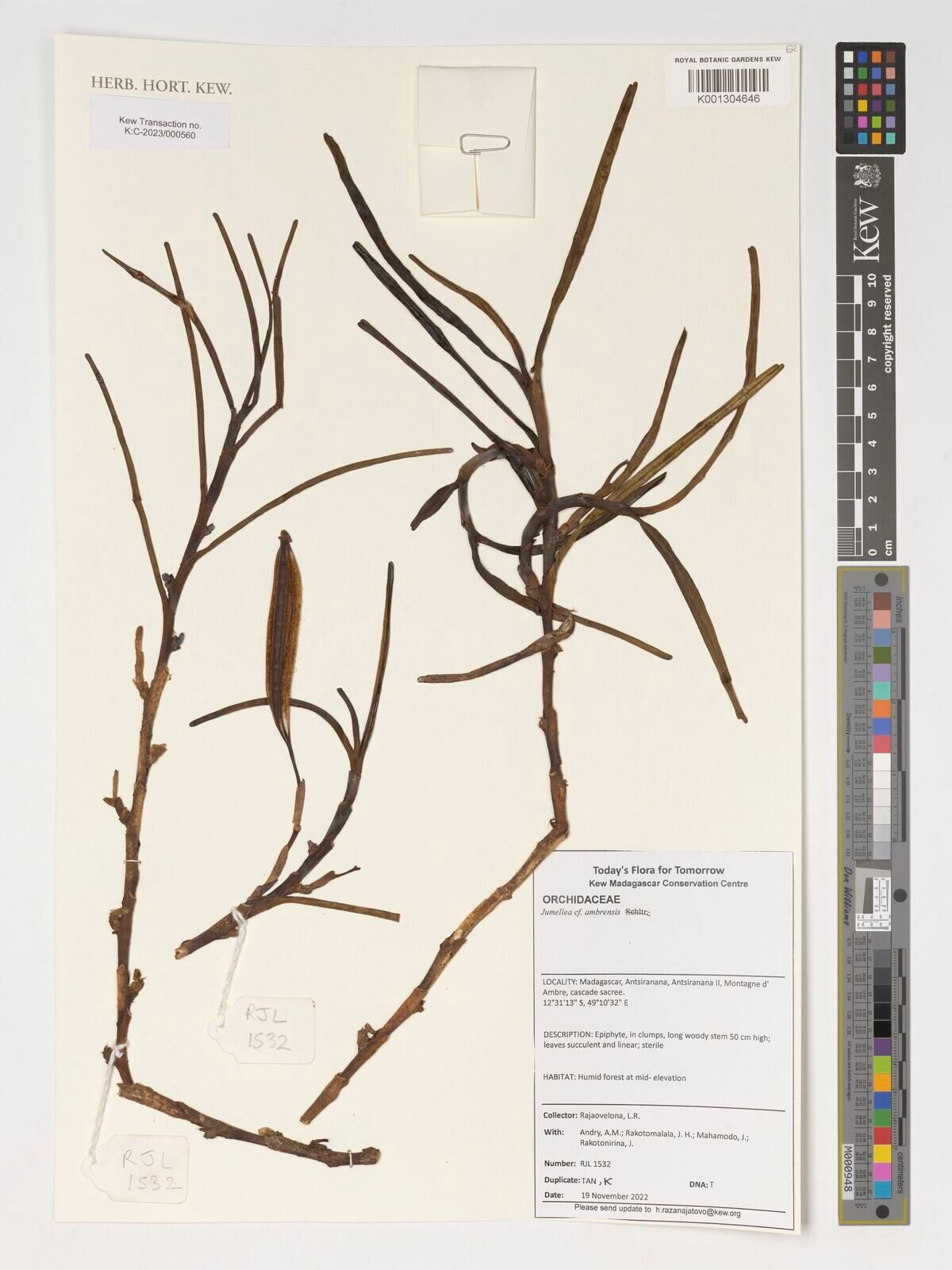 Jumellea ambrensis — related species from the same genus