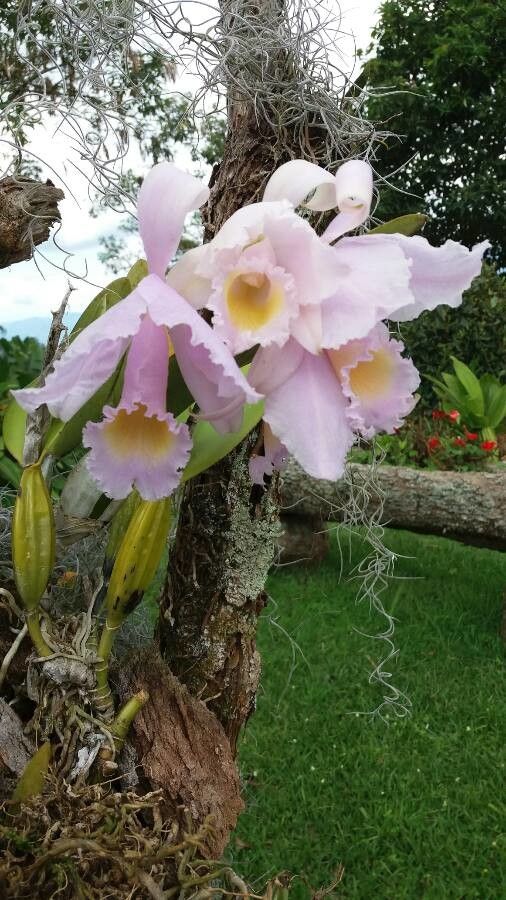 Cattleya mossiae flower