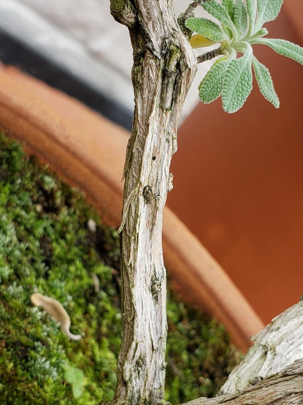 Salvia coulteri bark