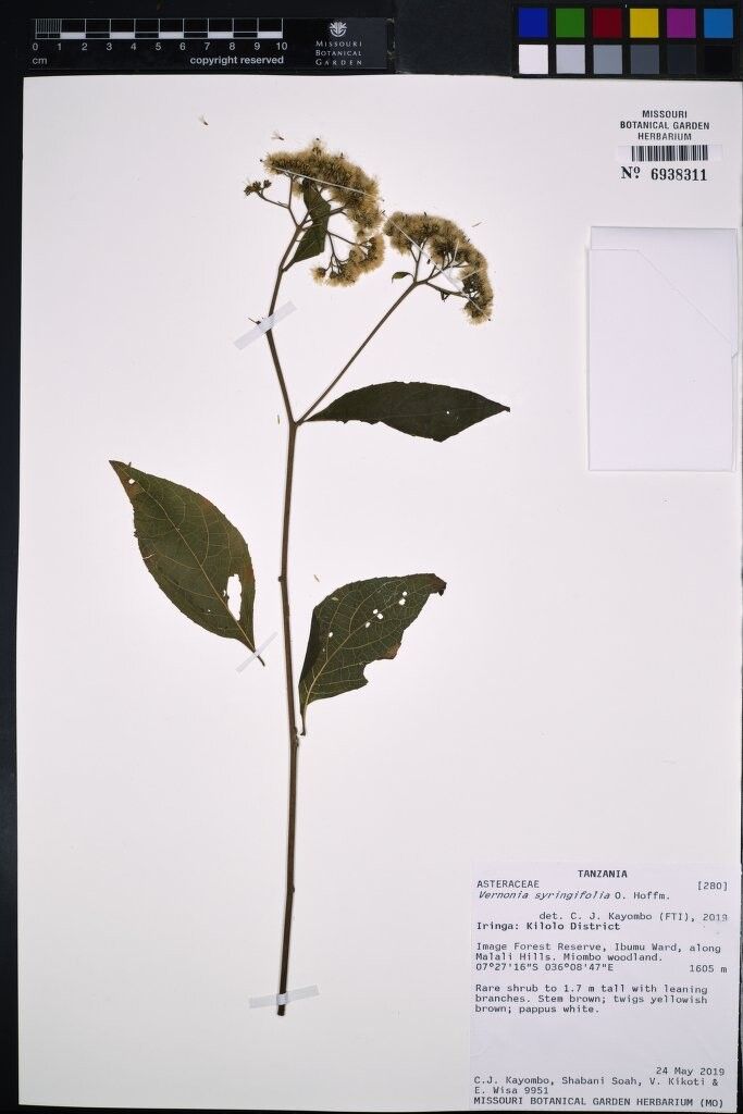 Vernonia syringifolia — houseplant care guide