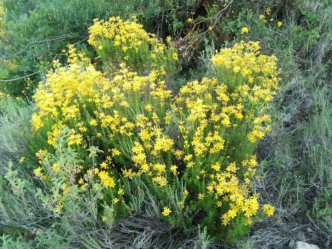 Hypericum coris habit