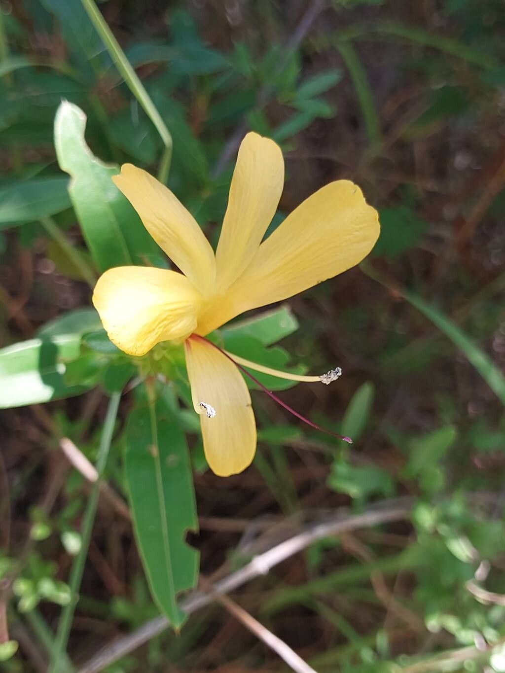 Barleria alluaudii flower