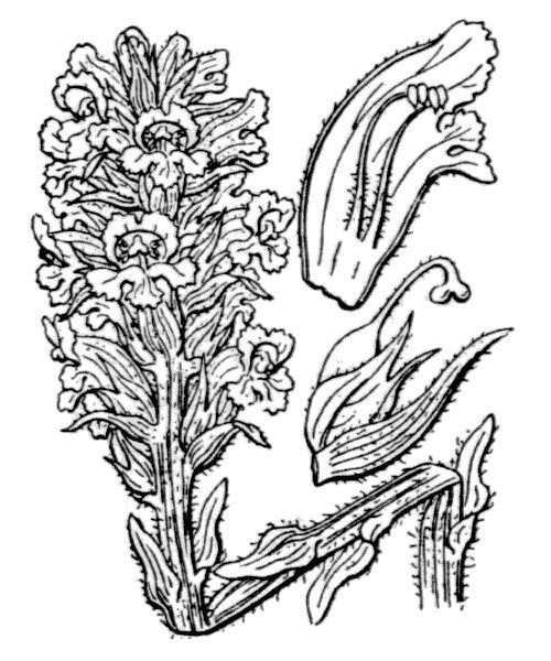 Orobanche santolinae other