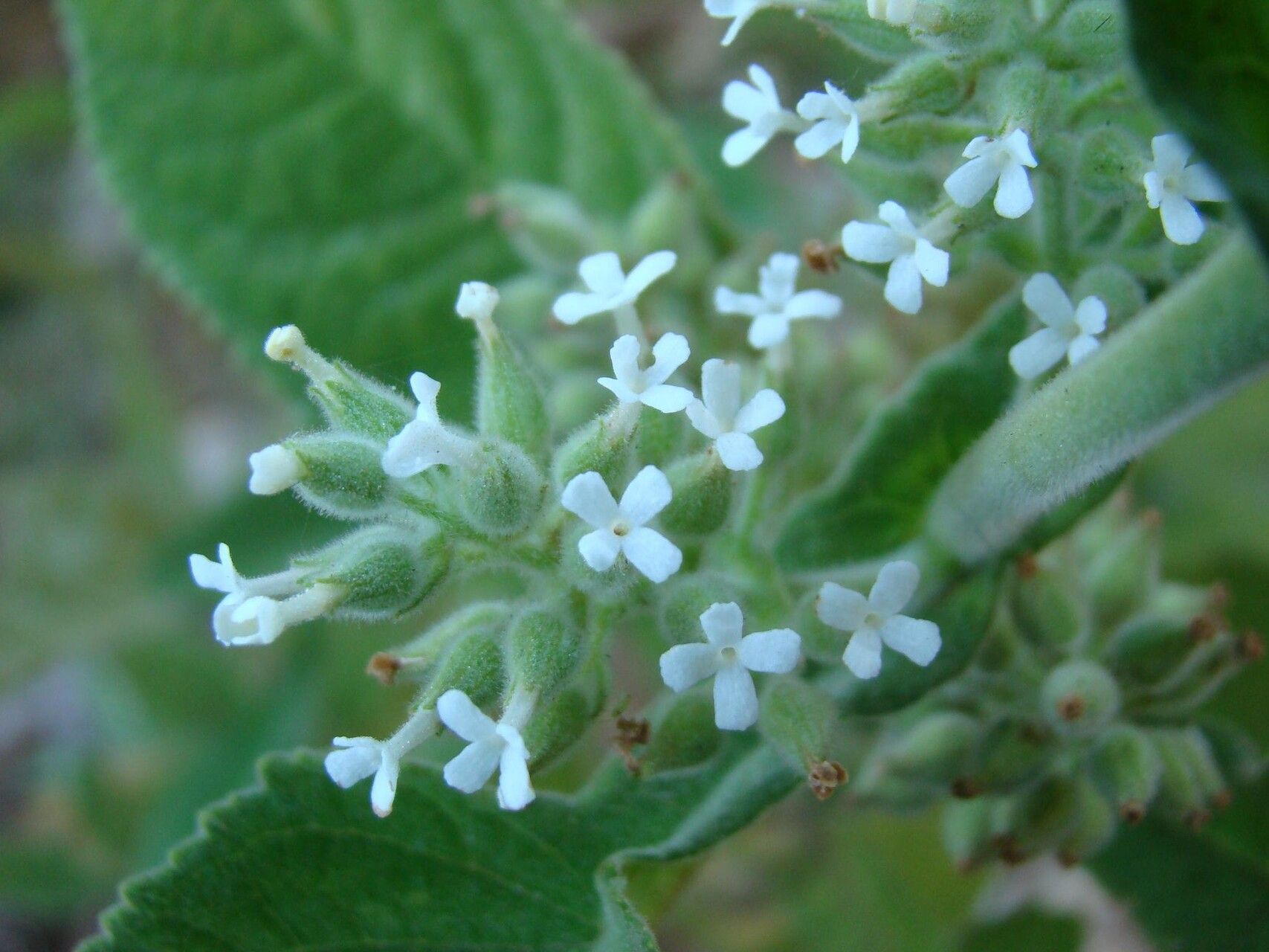 Buddleja sphaerocalyx — search result for 'Buddleja'