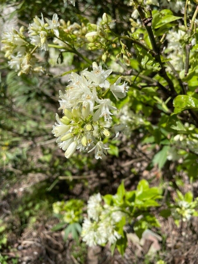 Staphylea colchica flower