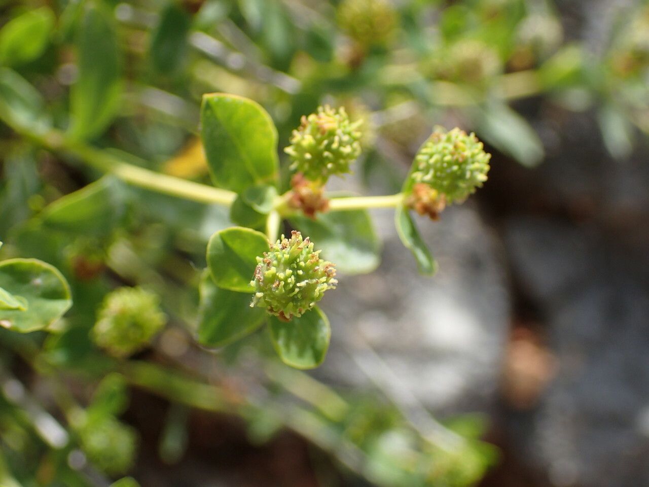 Euphorbia spinosa fruit
