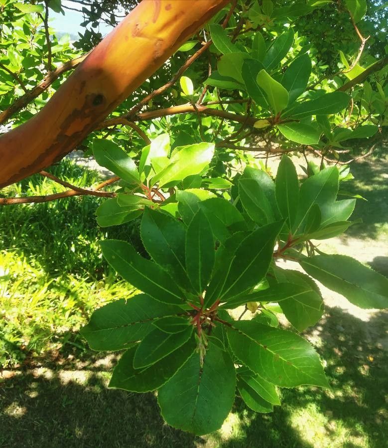 Arbutus × andrachnoides leaf