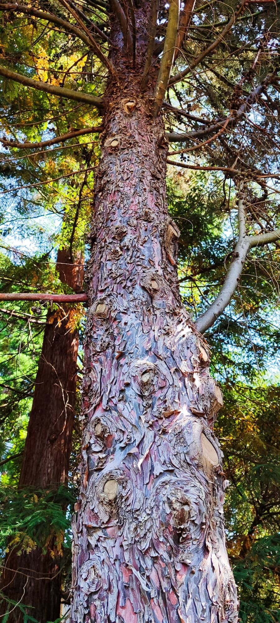 Hesperocyparis glabra habit