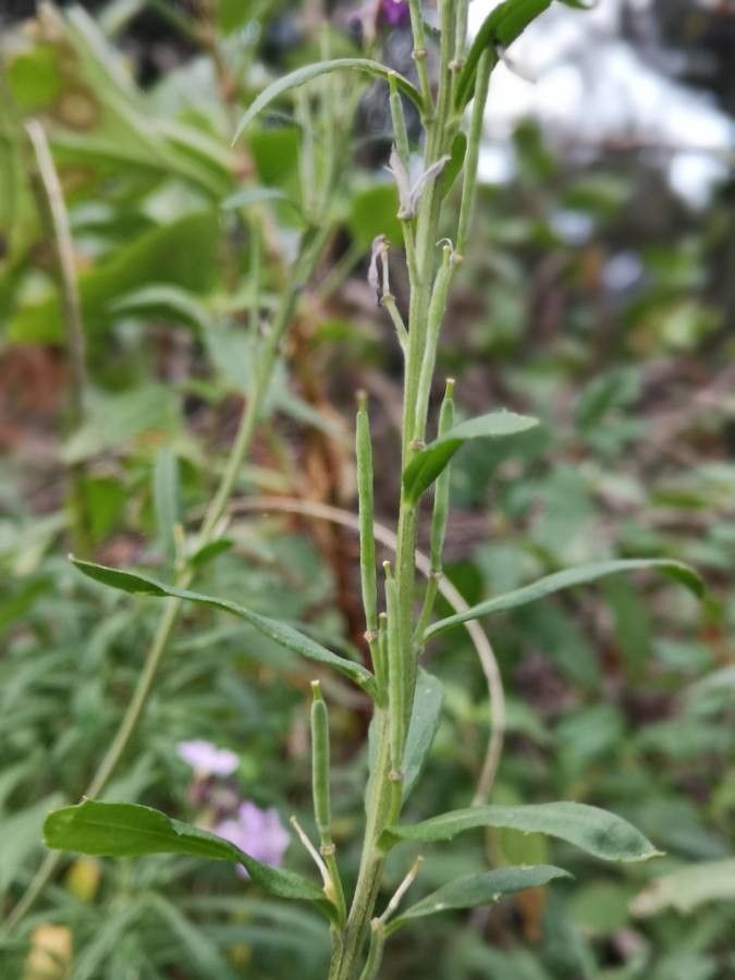Erysimum bicolor fruit