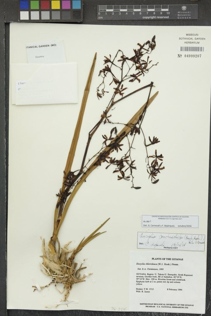 Encyclia conchaechila