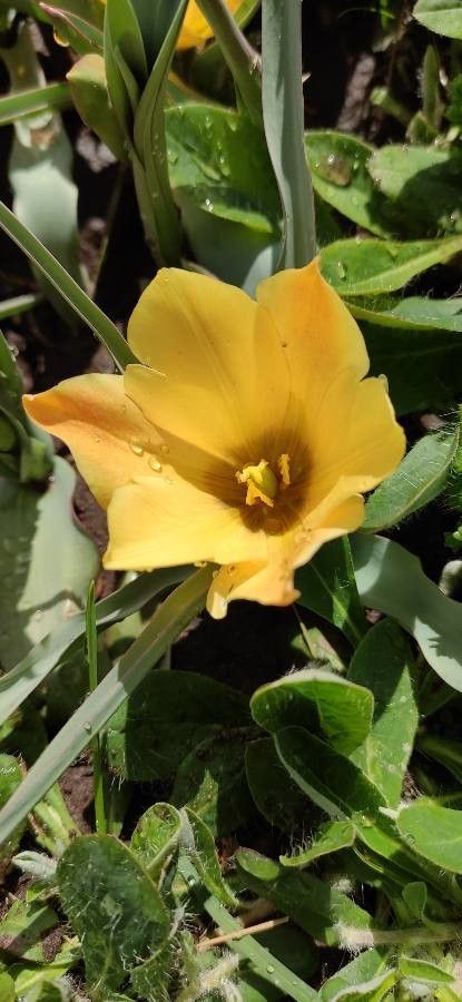 Tulipa linifolia flower