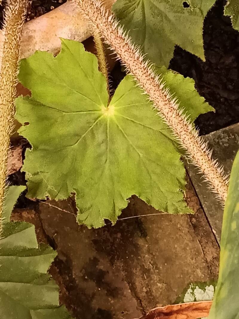 Begonia × ricinifolia — houseplant care guide