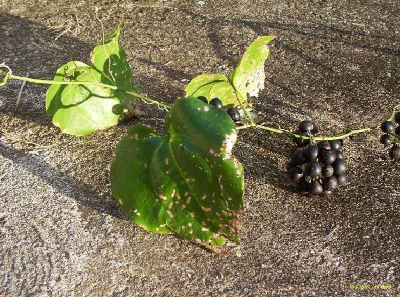 Smilax orbiculata — search result for 'Smilax'