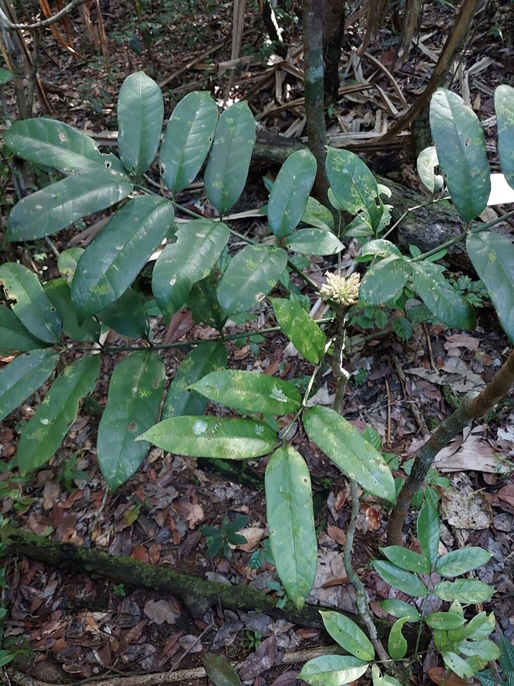 Polyscias lancifolia habit
