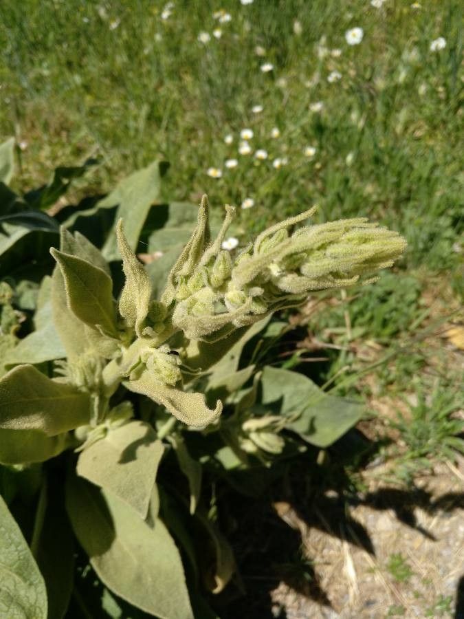 Verbascum nevadense flower