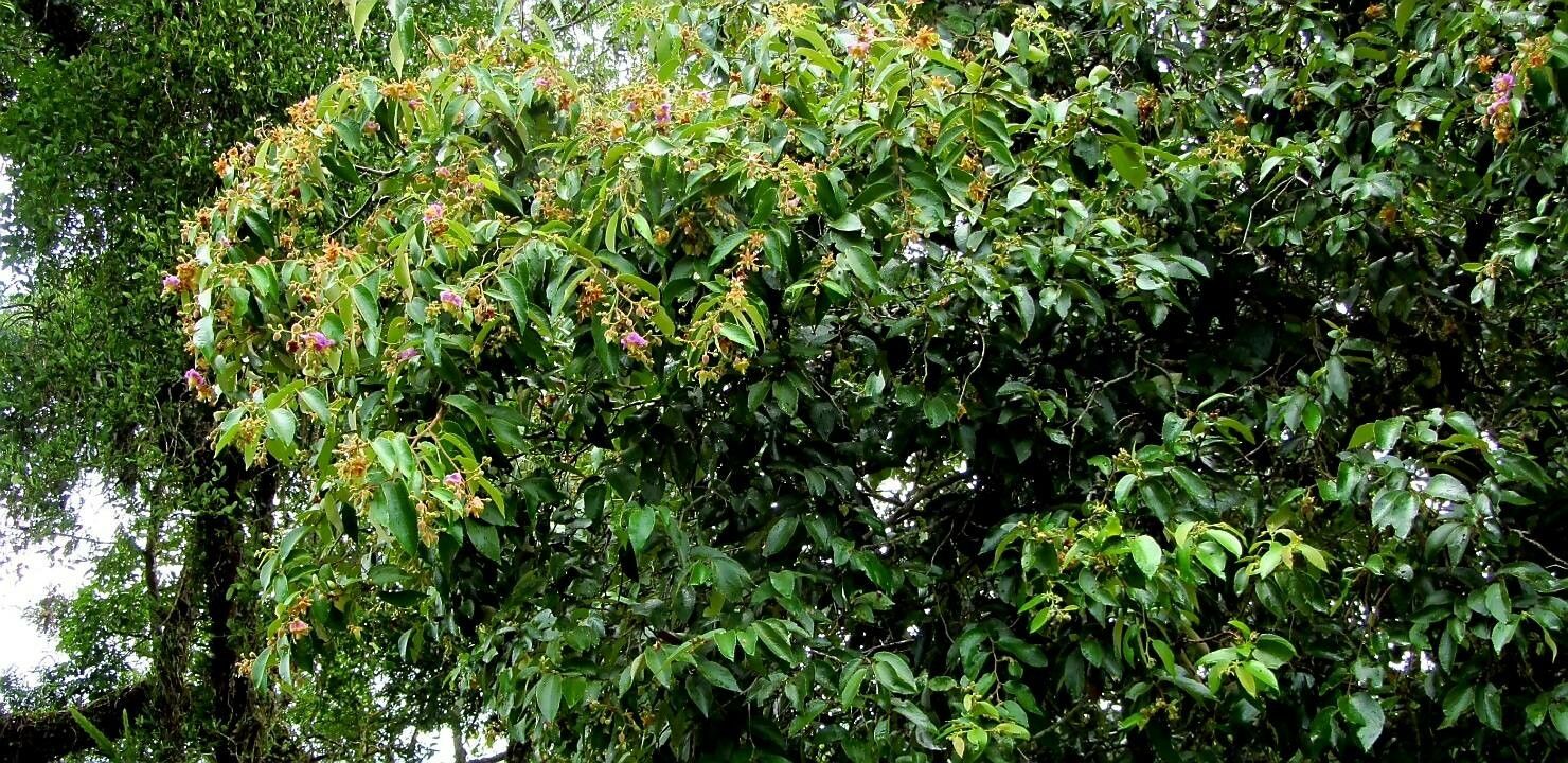 Luehea divaricata flower