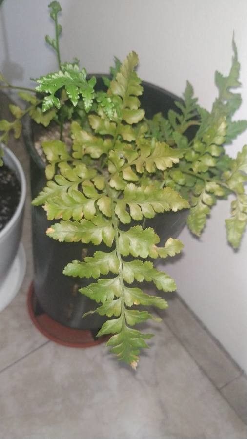 Rumohra berteroana — related species from the same genus