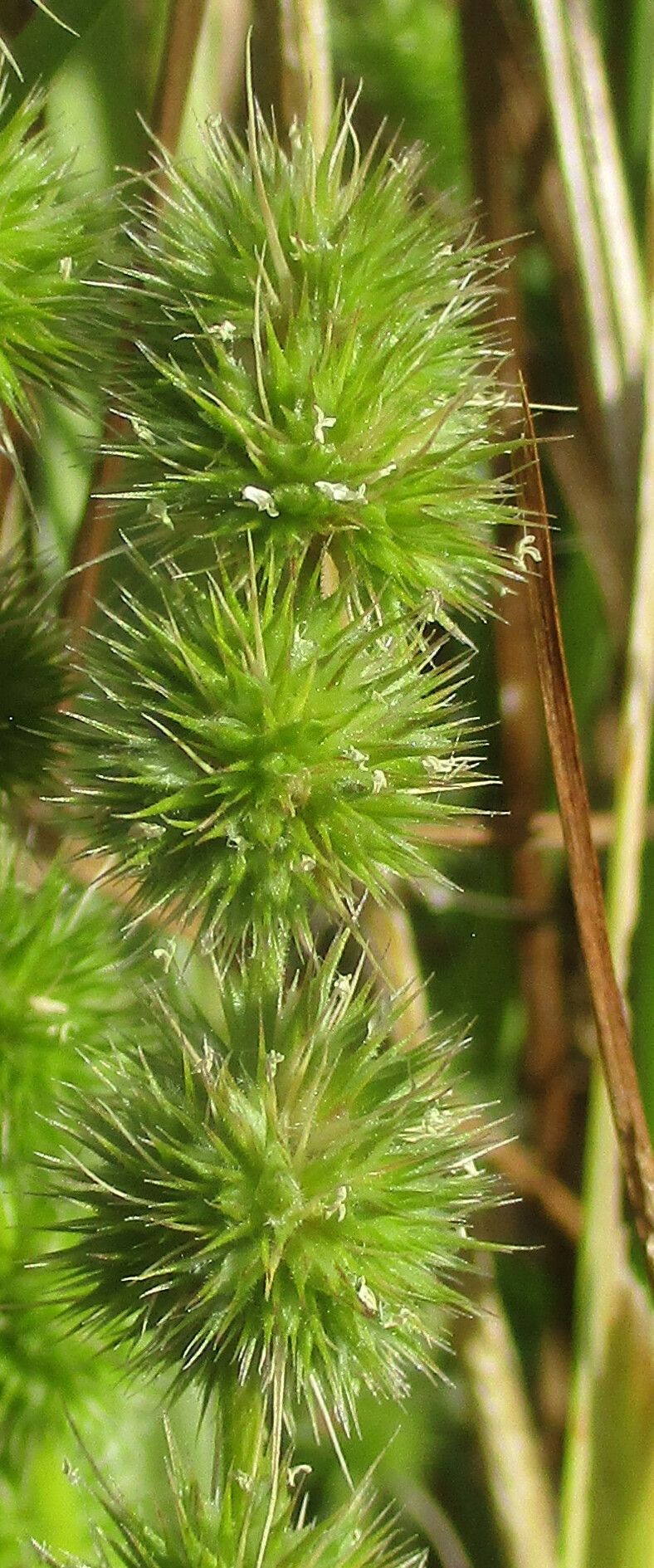 Elytrophorus globularis fruit