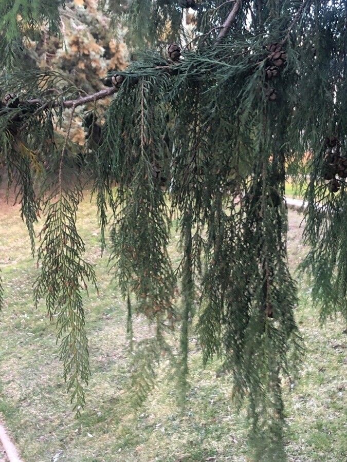 Cupressus cashmeriana