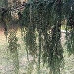 Cupressus cashmeriana