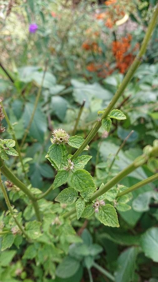 Mesosphaerum pectinatum leaf