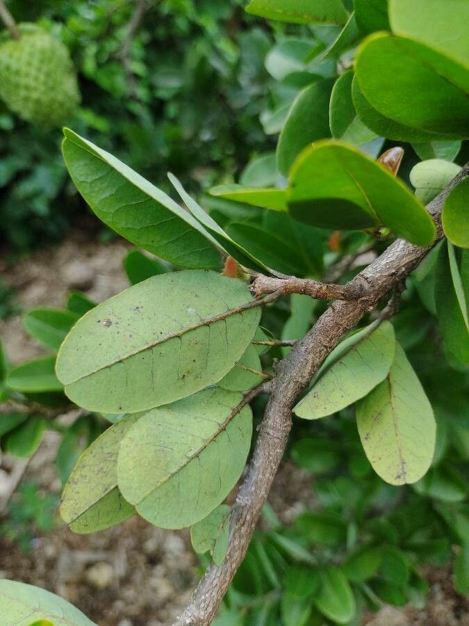 Annona spinescens — search result for 'Annona'