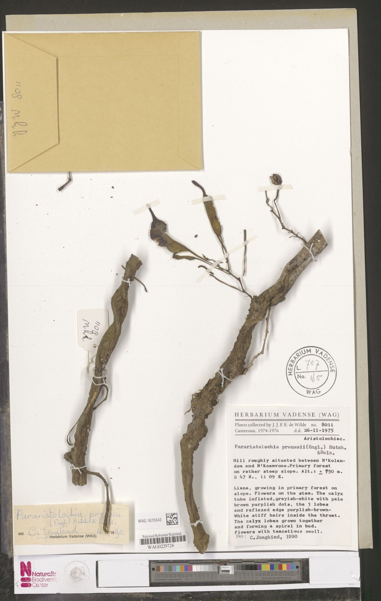 Aristolochia preussii — search result for 'Aristolochia'