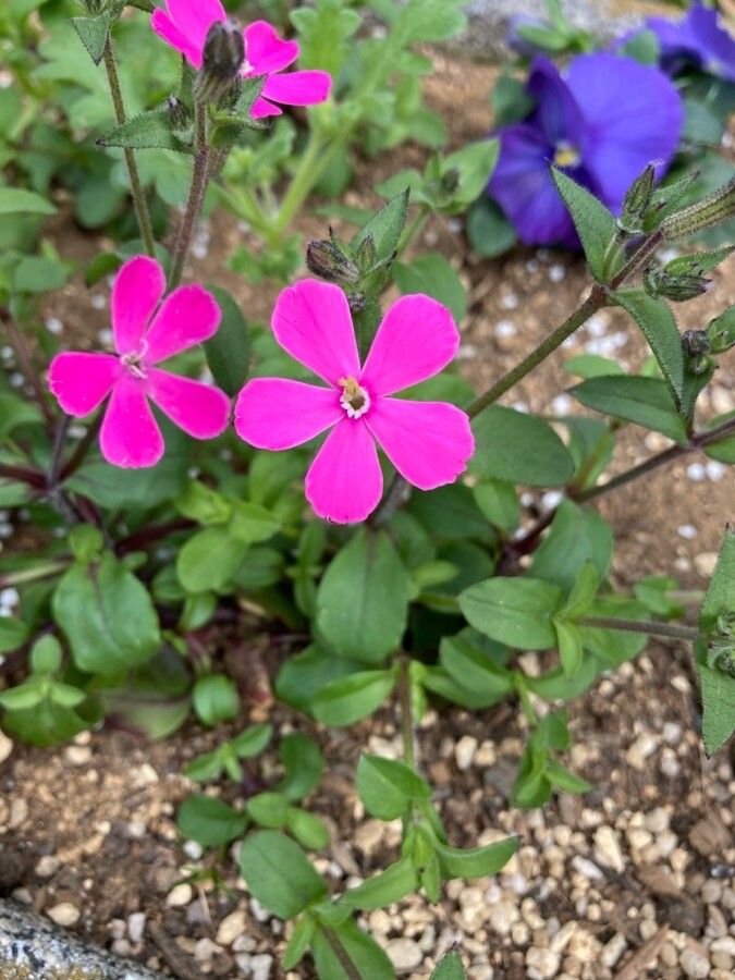 Silene caroliniana — search result for 'Silene'