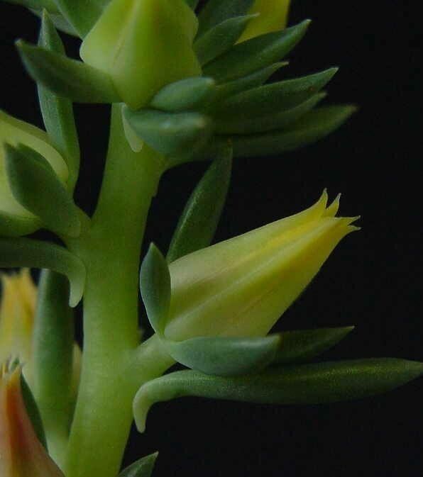 Echeveria platyphylla flower