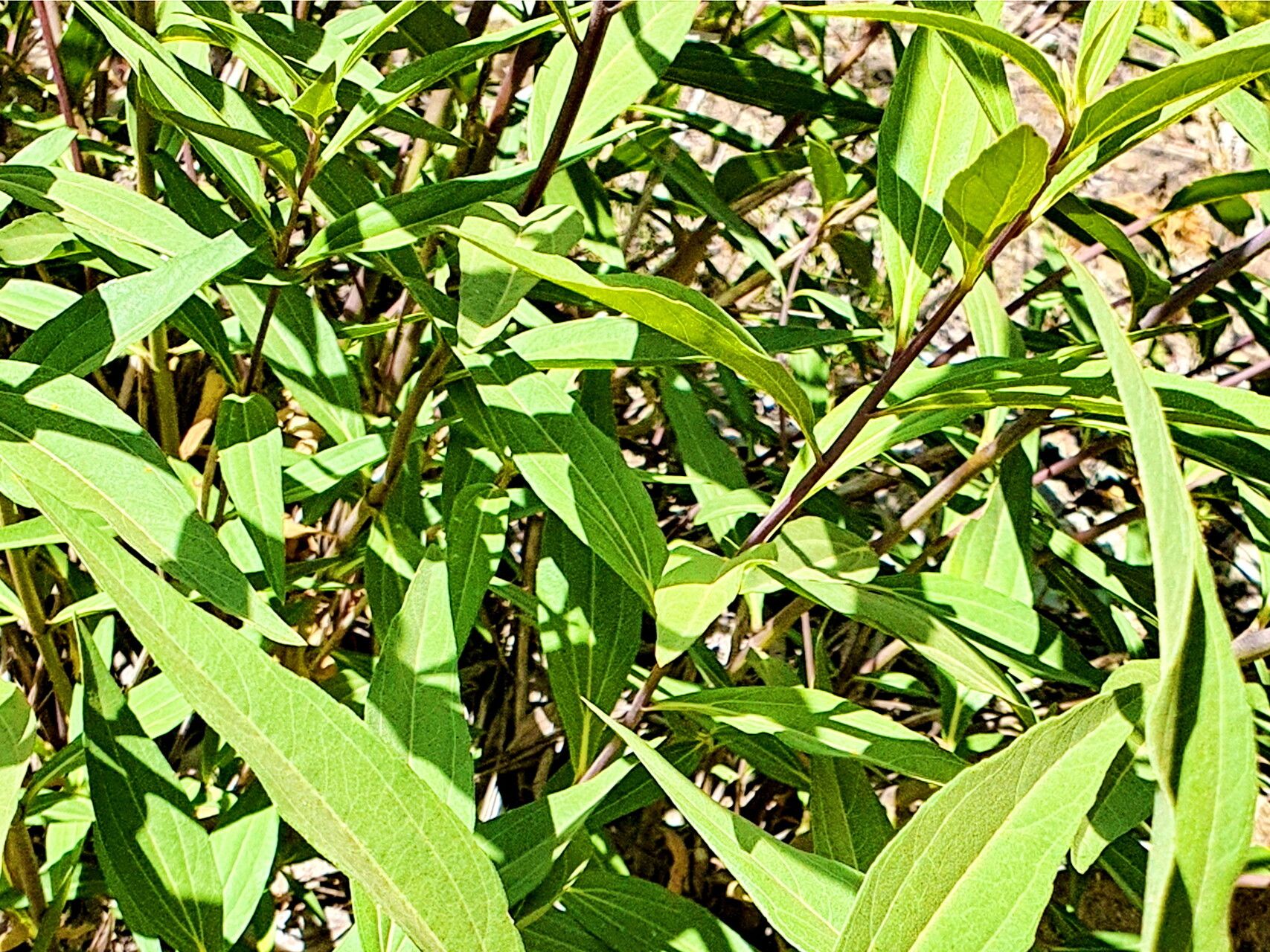 Aldama revoluta — houseplant care guide