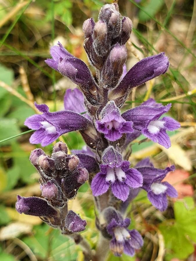 Phelipanche purpurea flower