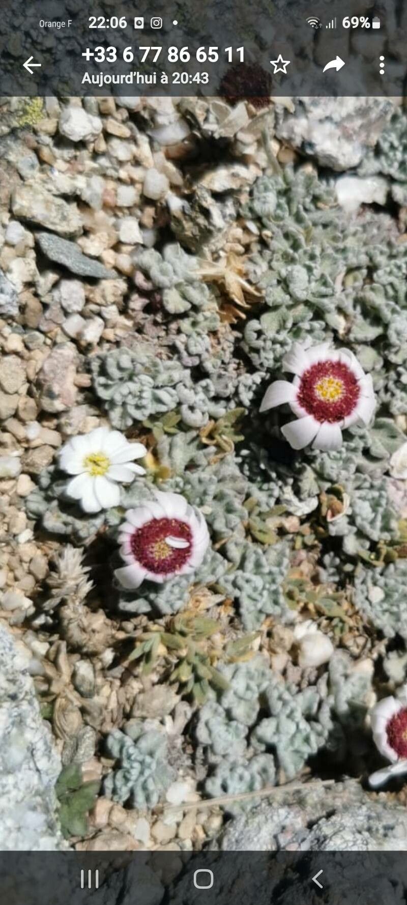 Erigeron rosulatus flower