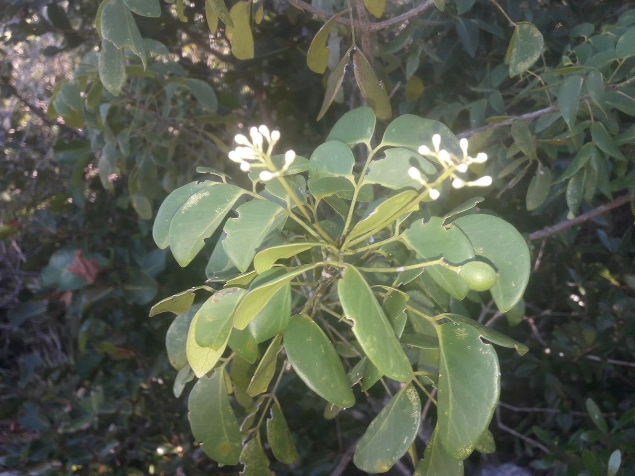 Zanthoxylum albiflorum flower