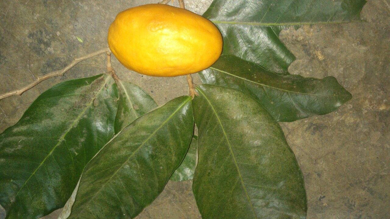 Couepia polyandra leaf