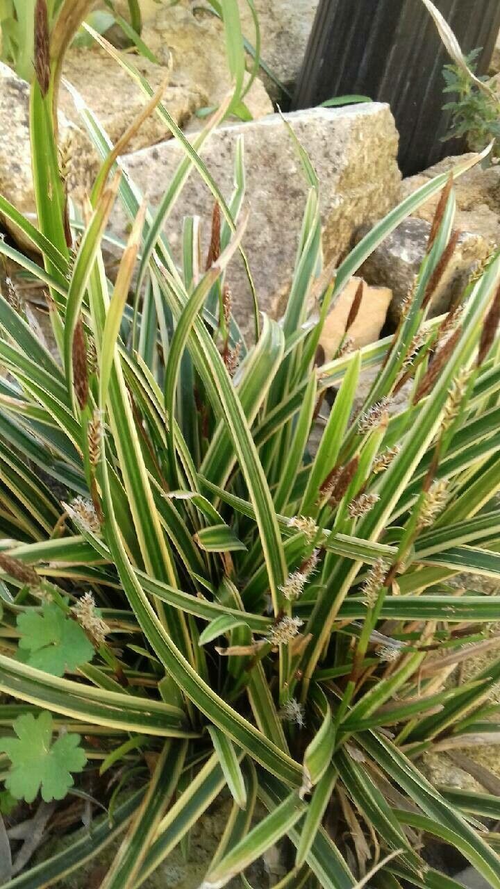 Carex umbrosa — search result for 'Carex'