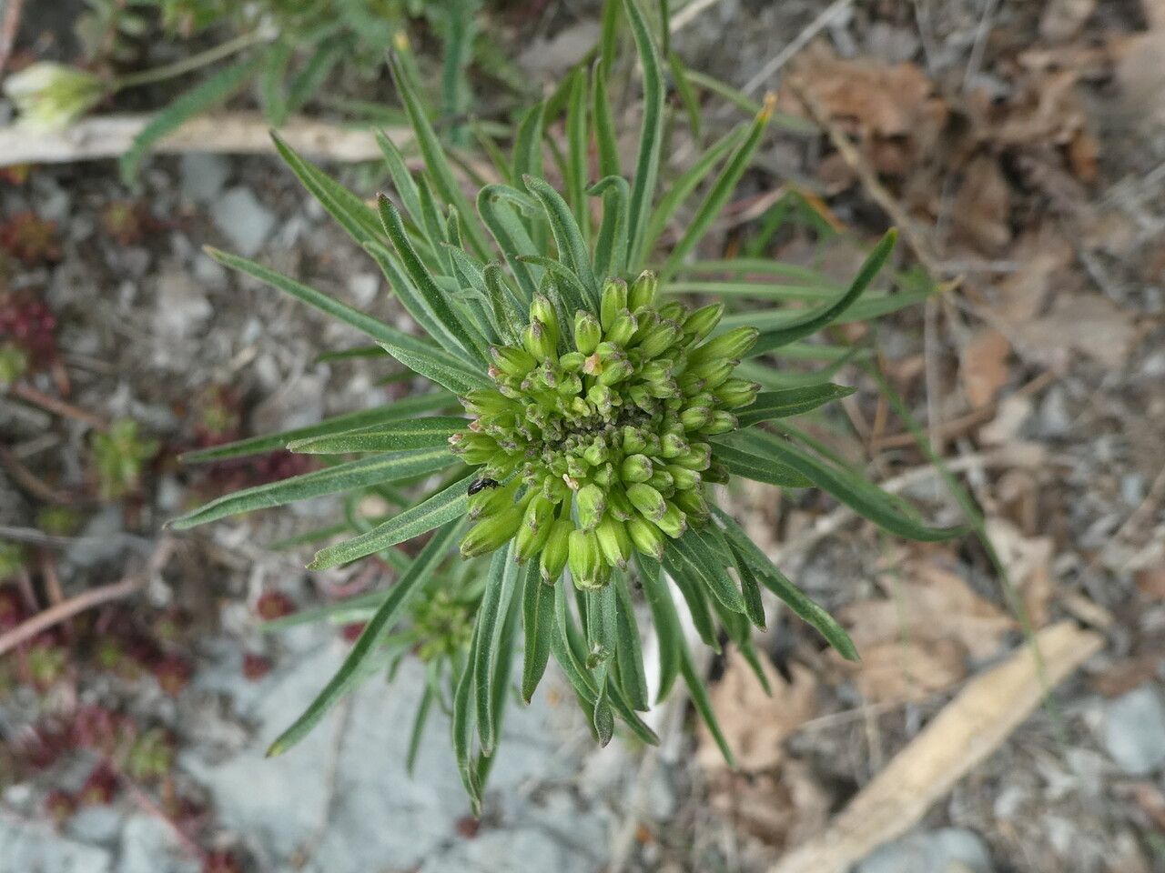 Erysimum grandiflorum