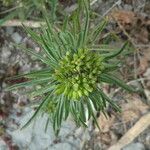 Erysimum grandiflorum