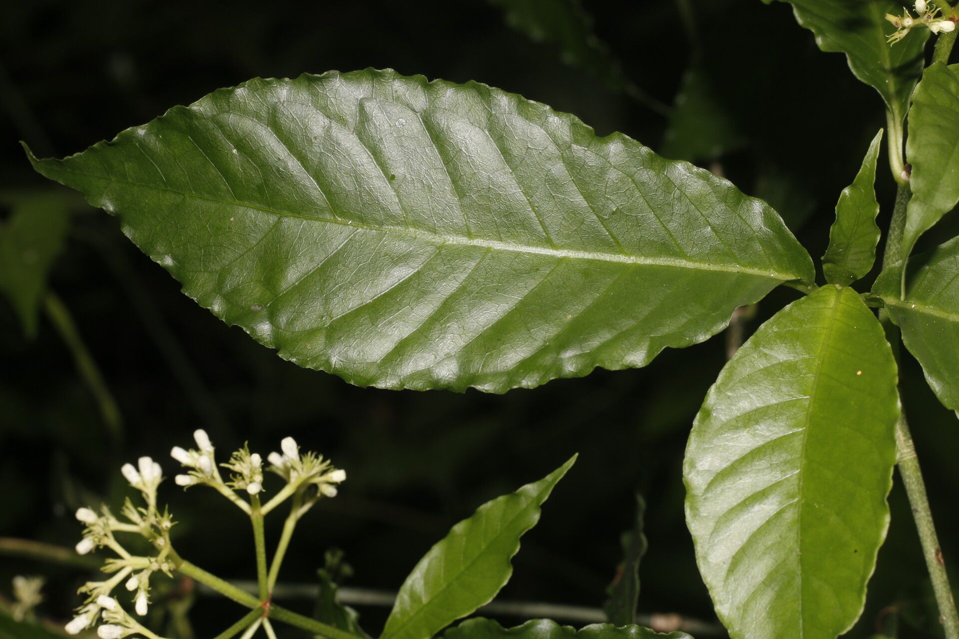 Psychotria horizontalis flower