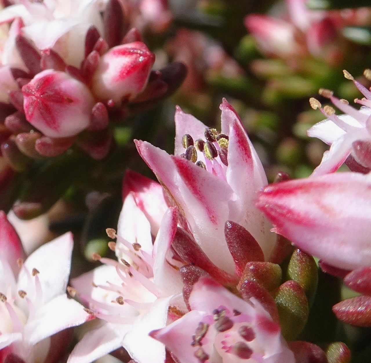 Sedum goldmanii flower
