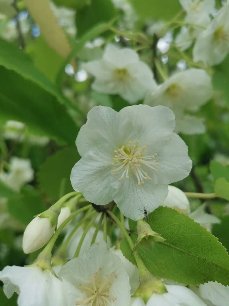 Hoheria lyallii flower