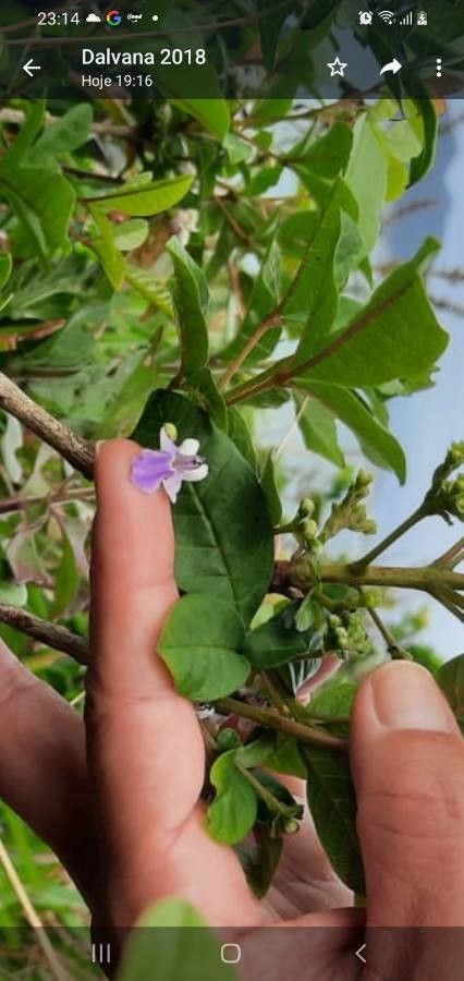 Vitex megapotamica flower
