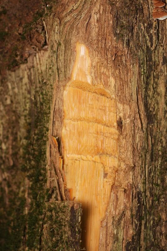 Mouriri crassifolia other