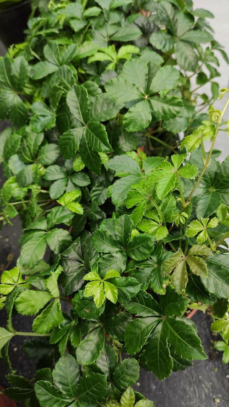 Cissus striata habit