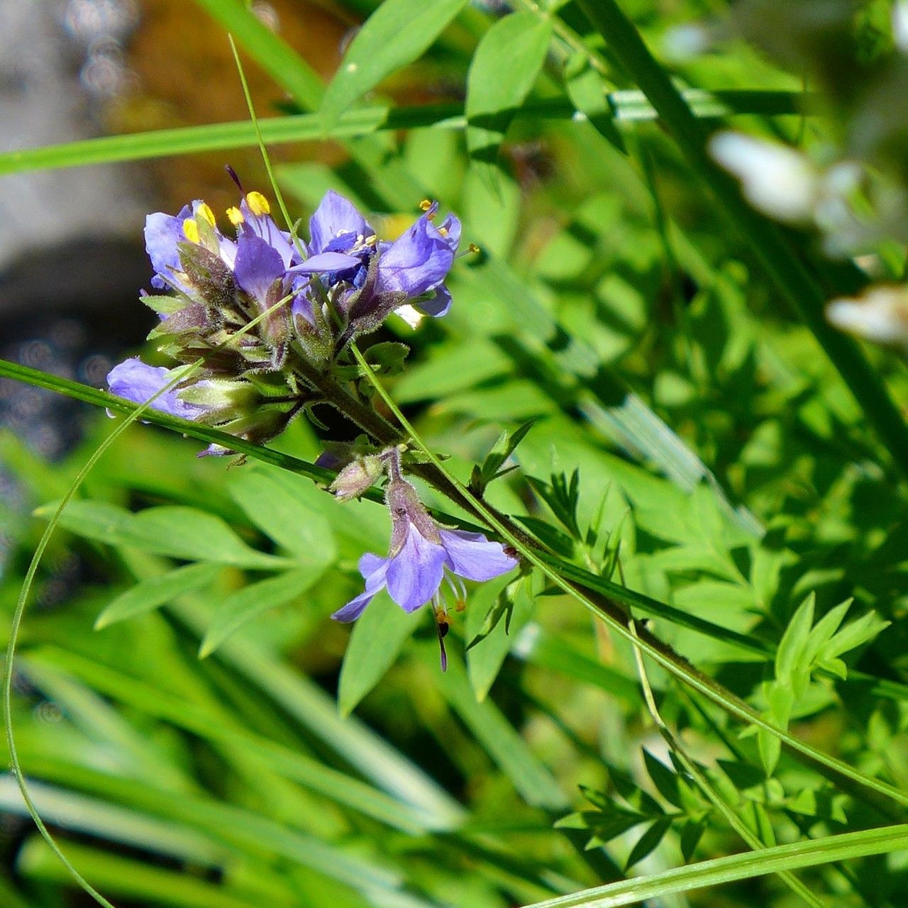 Polemonium occidentale habit