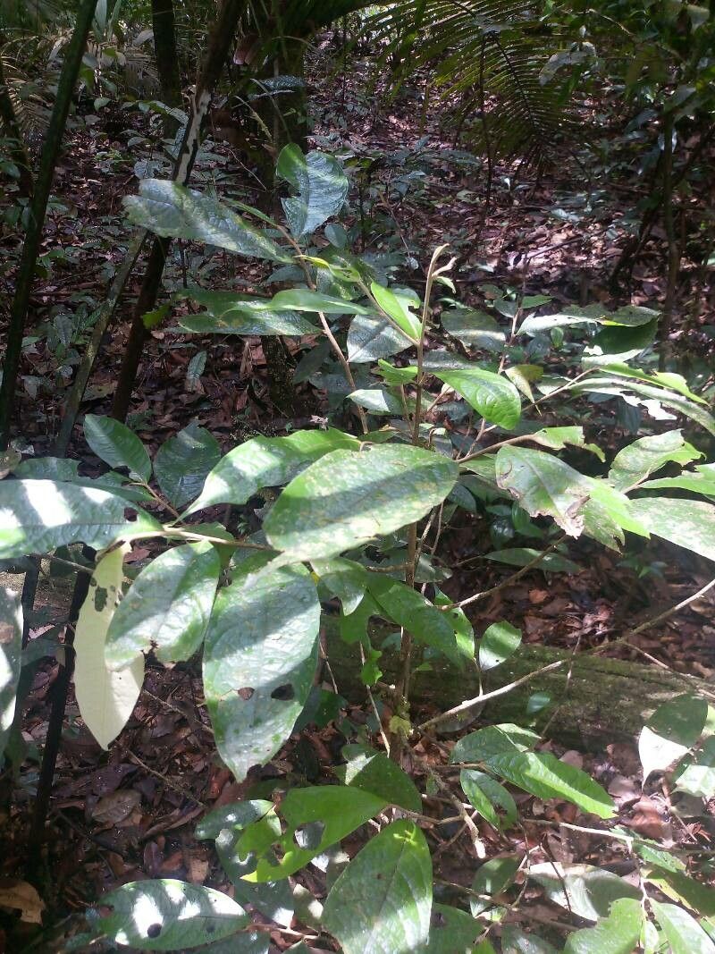 Duguetia pycnastera — houseplant care guide